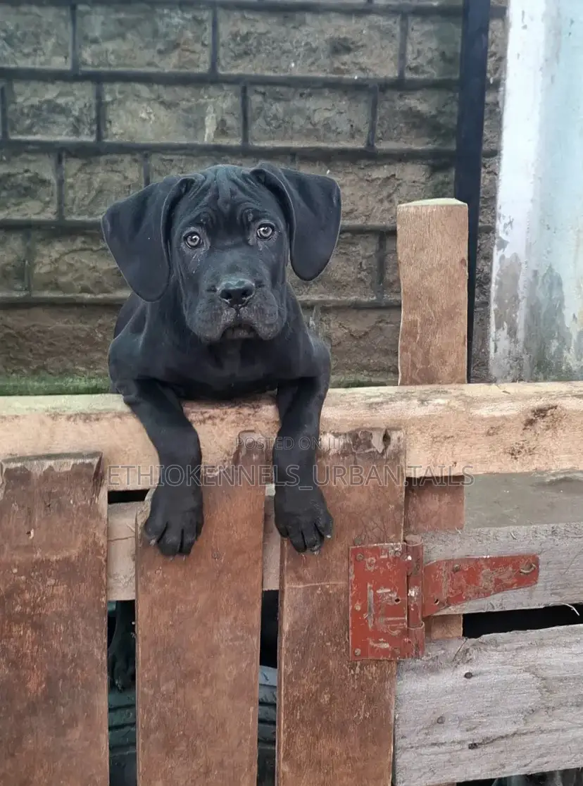1-3 months Male Purebred Mastiff
