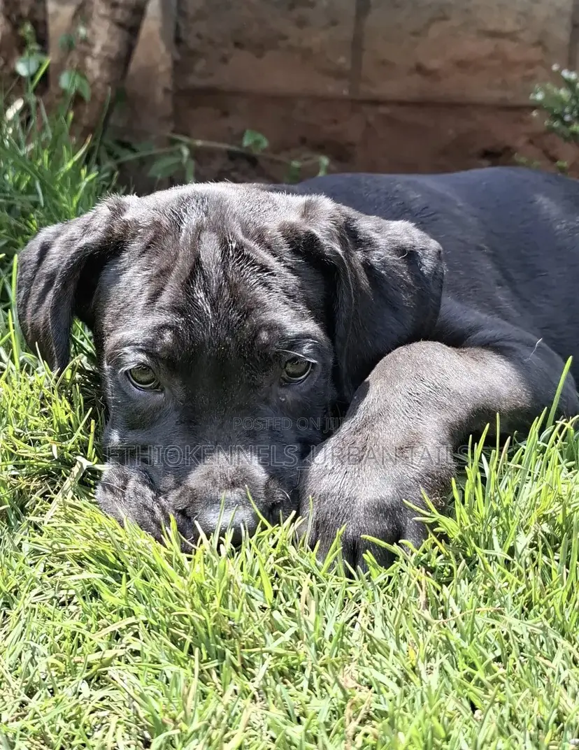 1-3 months Male Purebred Mastiff