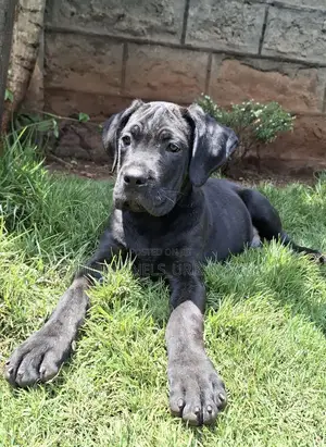Photo - 1-3 months Male Purebred Mastiff