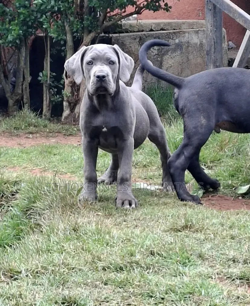1-3 months Male Purebred Mastiff