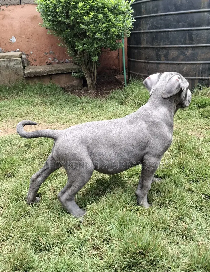 1-3 months Male Purebred Mastiff