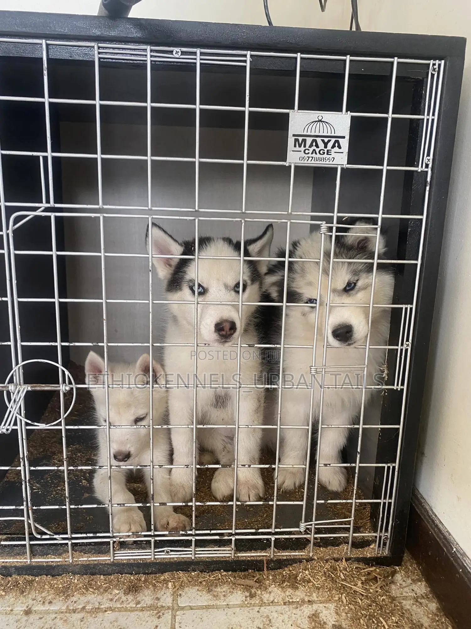 1-3 months Male Purebred Siberian Husky