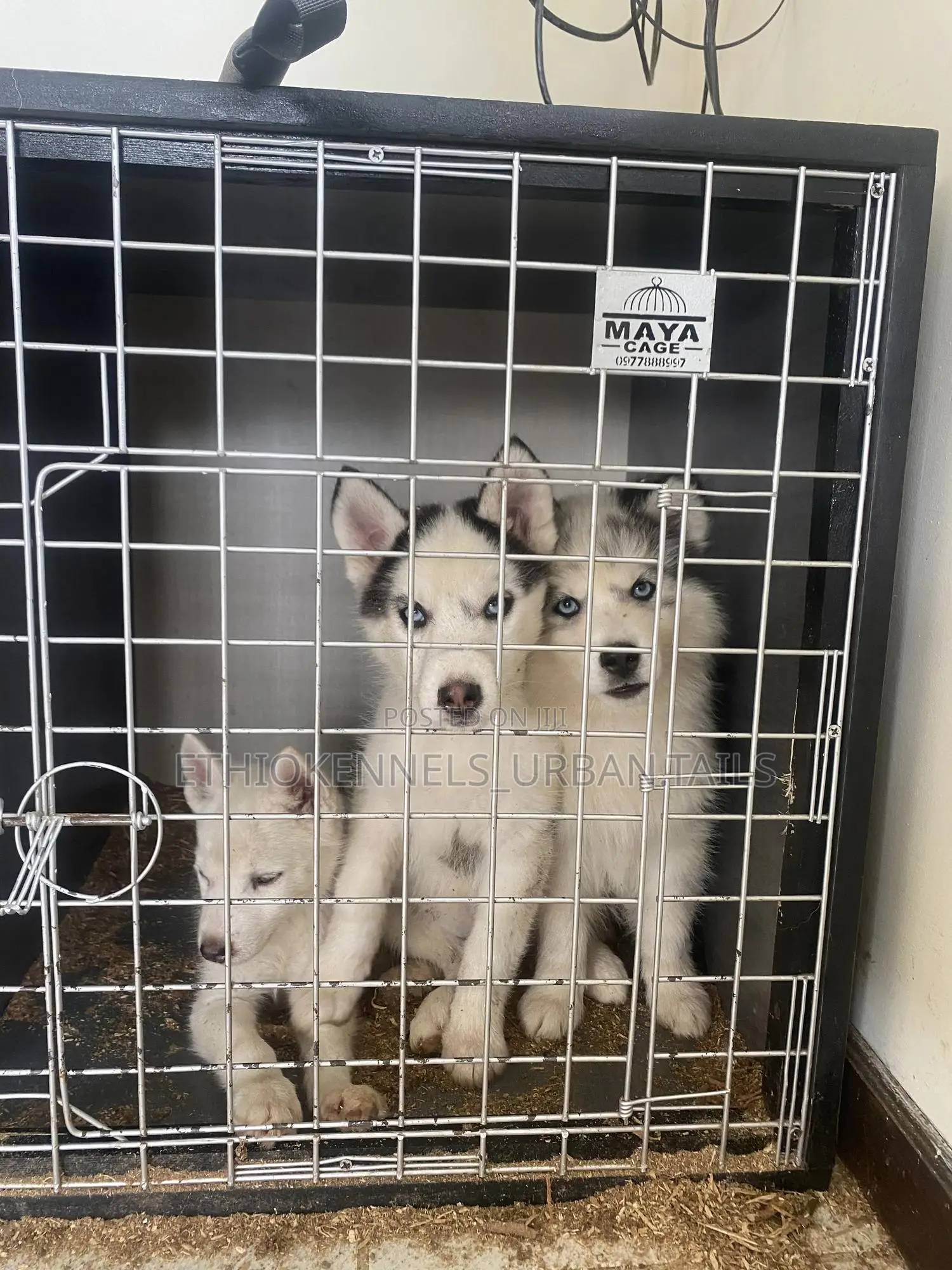 1-3 months Male Purebred Siberian Husky