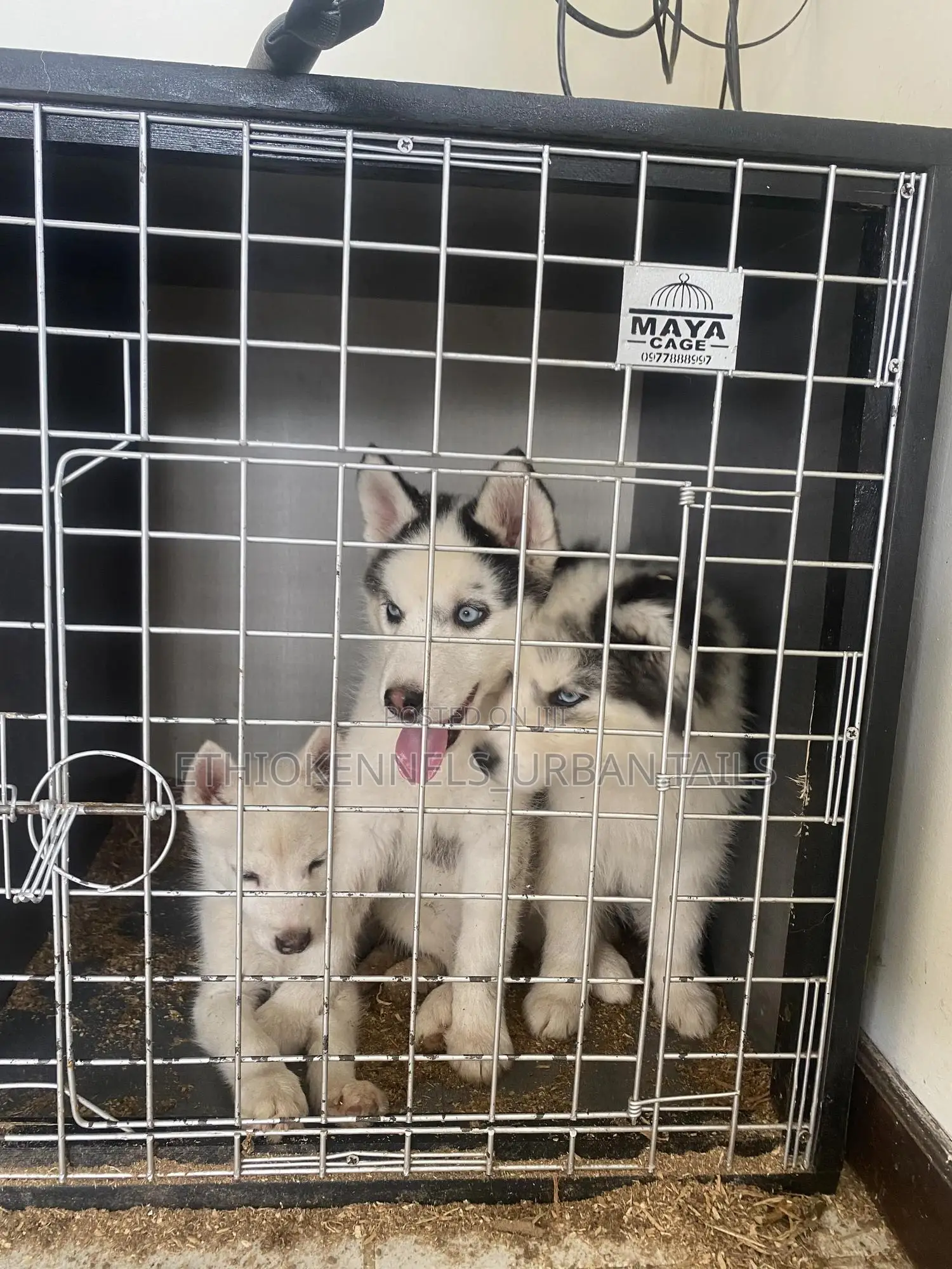 1-3 months Male Purebred Siberian Husky