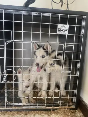 1-3 months Male Purebred Siberian Husky