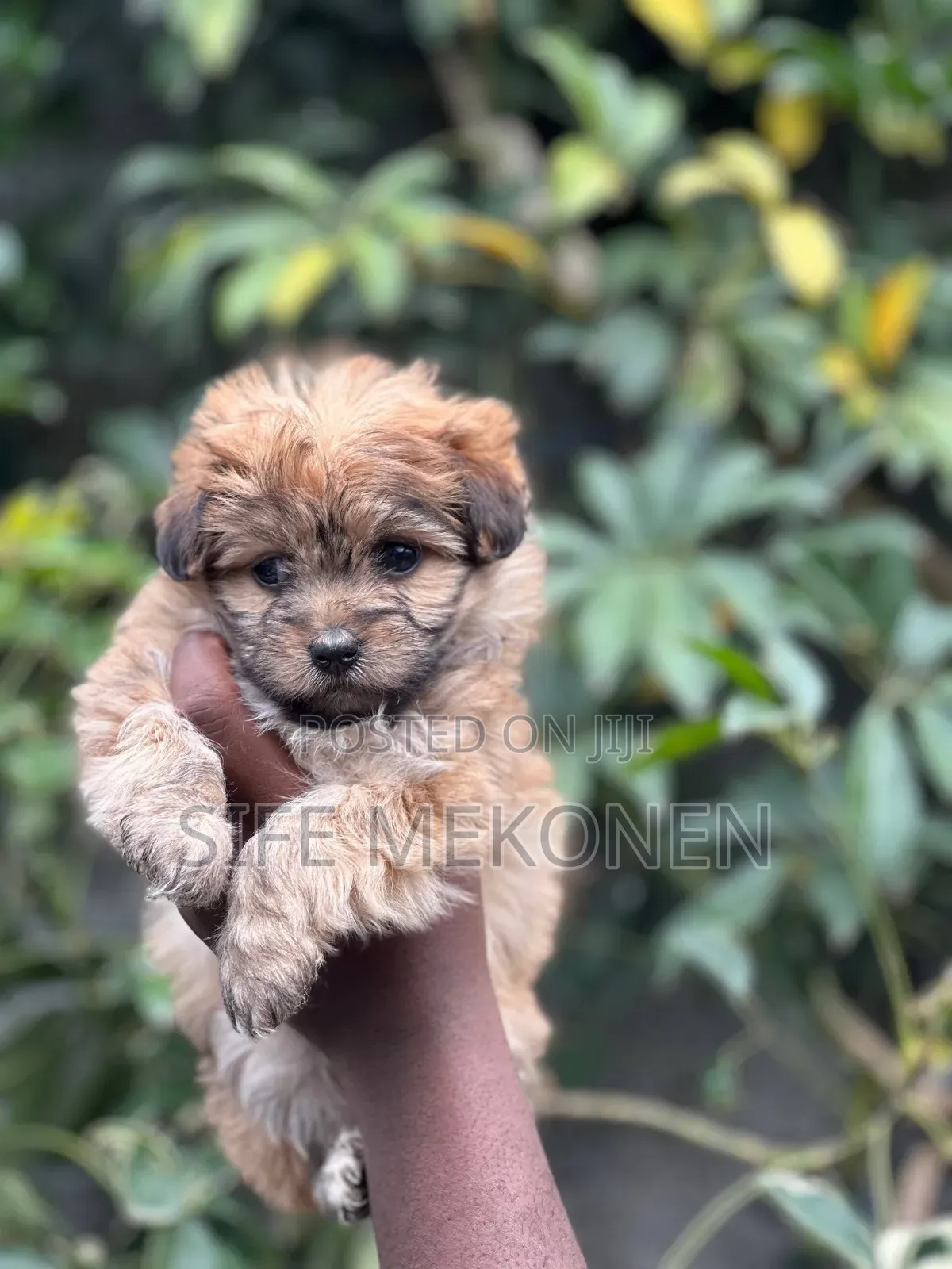 1-3 months Male Purebred Maltese