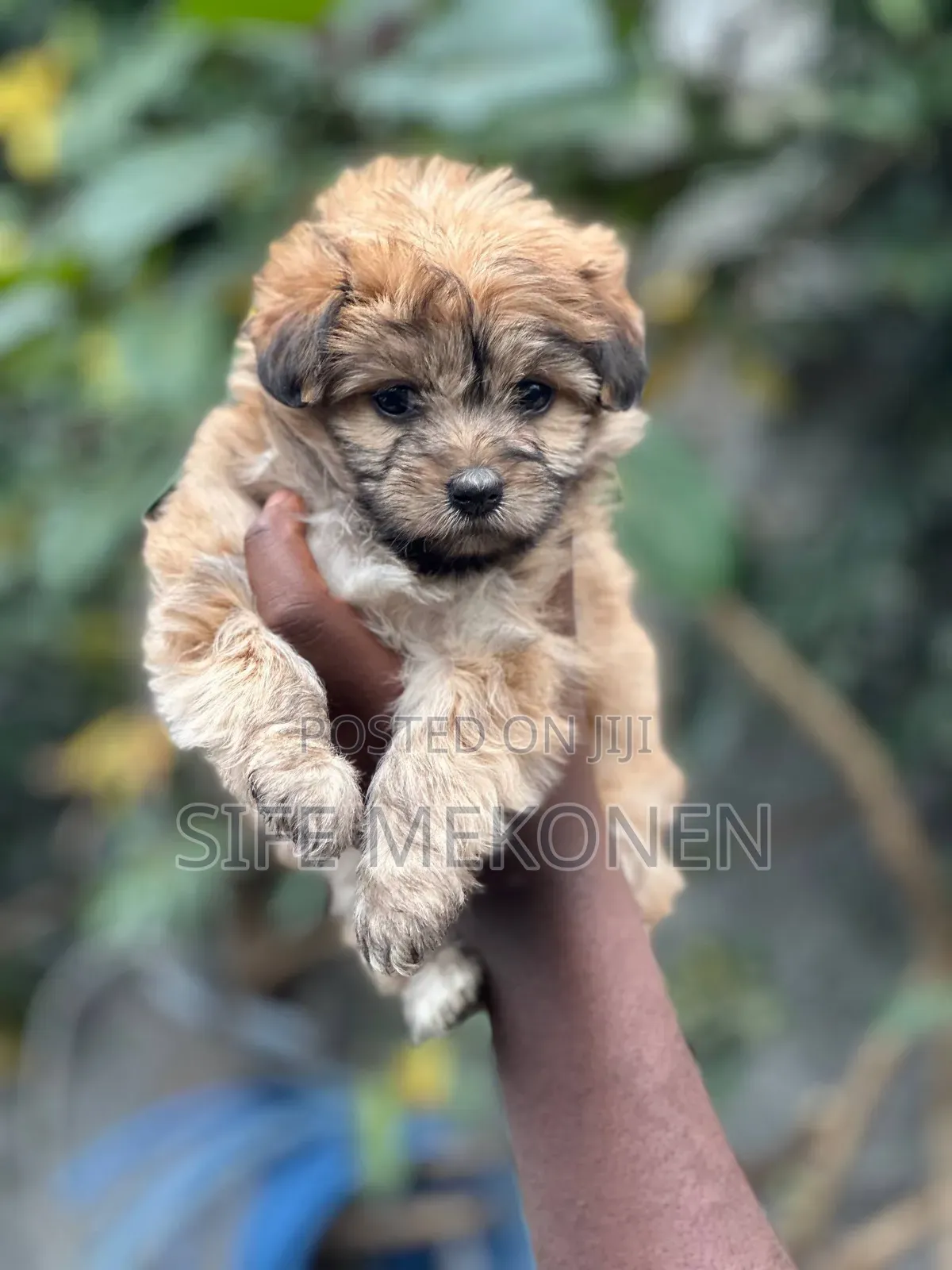 1-3 months Male Purebred Maltese