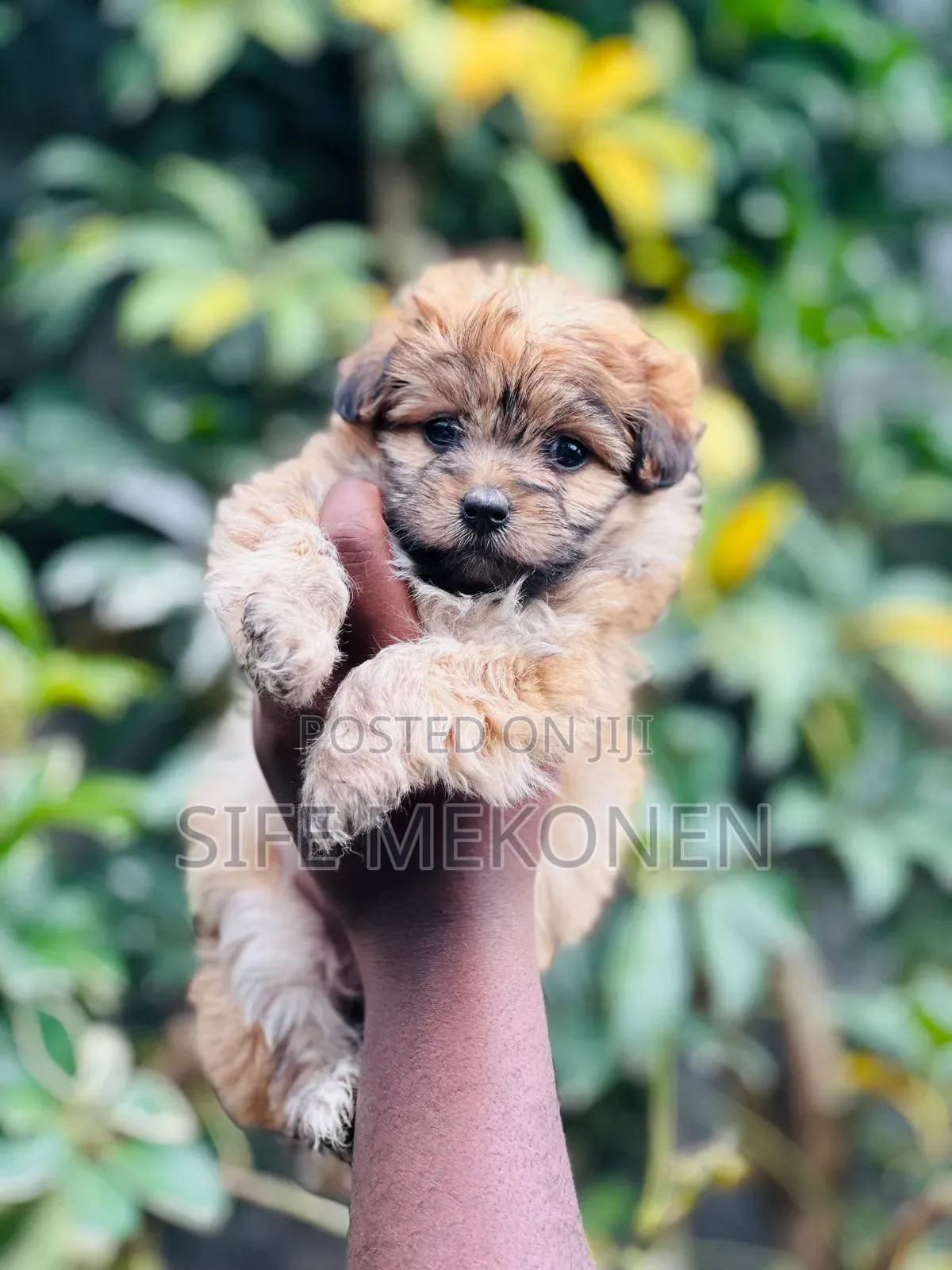 1-3 months Male Purebred Maltese