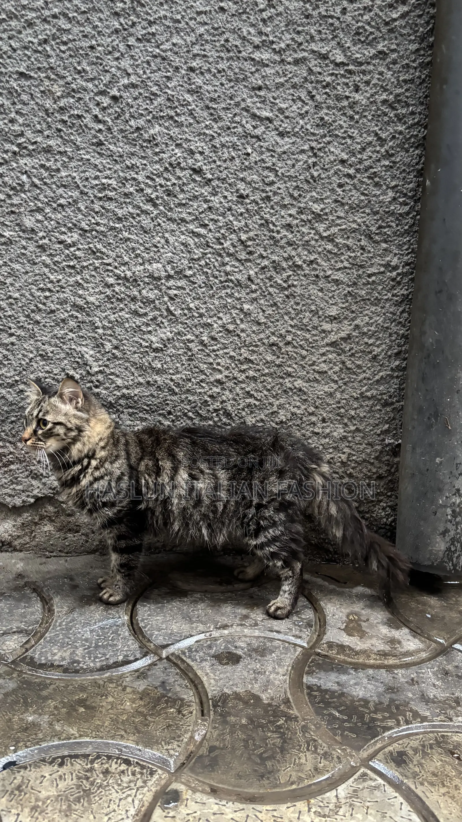1+ year Female Purebred Maine Coon