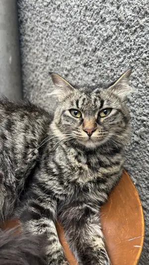 Photo - 1+ year Female Purebred Maine Coon