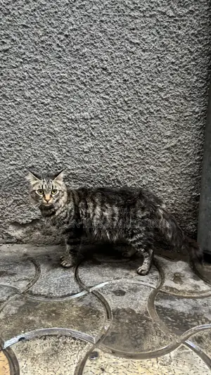 1+ year Female Purebred Maine Coon