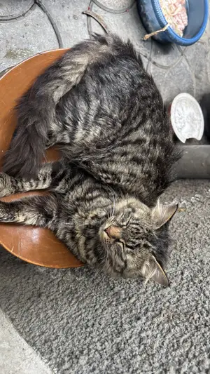 1+ year Female Purebred Maine Coon