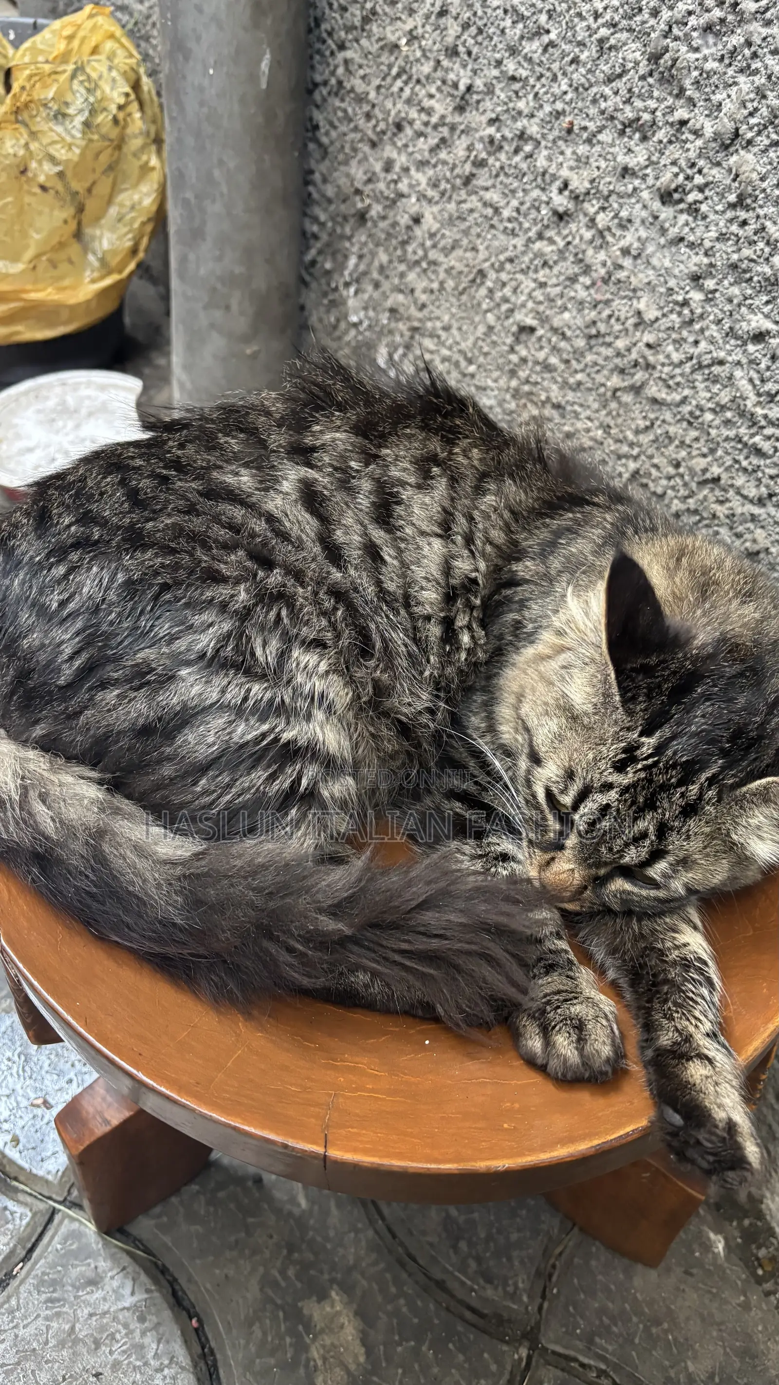 1+ year Female Purebred Maine Coon