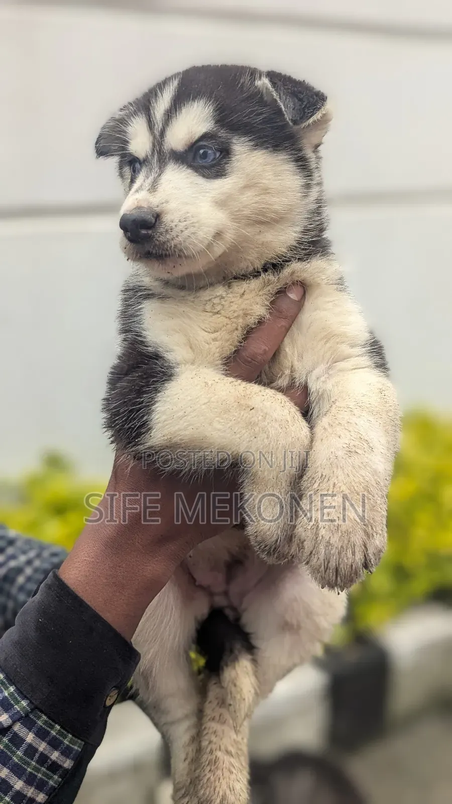 1-3 months Male Purebred Siberian Husky