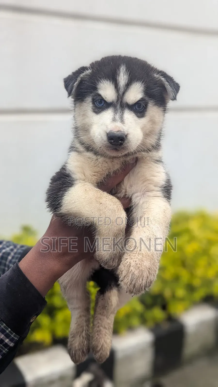 1-3 months Male Purebred Siberian Husky