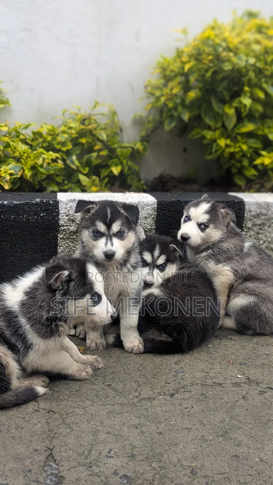 1-3 months Male Purebred Siberian Husky