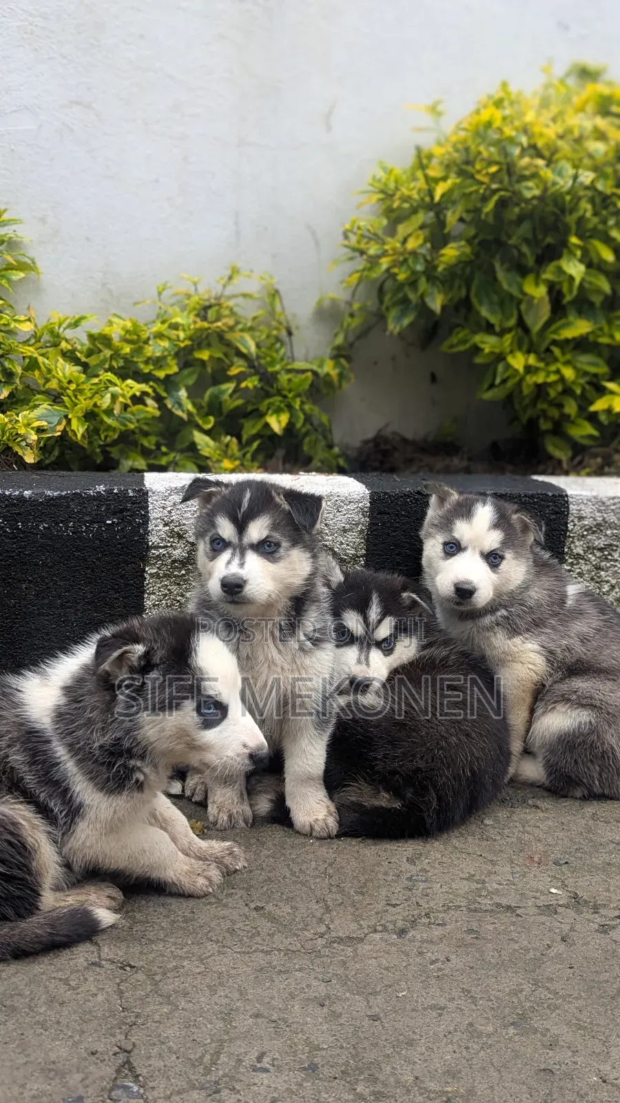 1-3 months Male Purebred Siberian Husky