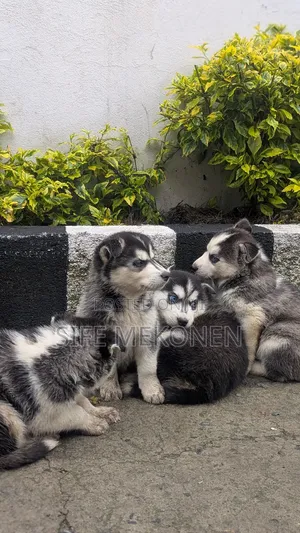 1-3 months Male Purebred Siberian Husky