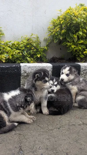 1-3 months Male Purebred Siberian Husky