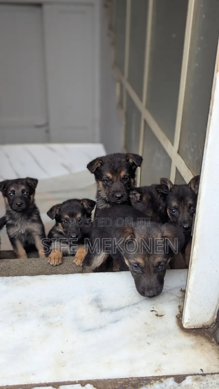 1-3 months Male Purebred German Shepherd