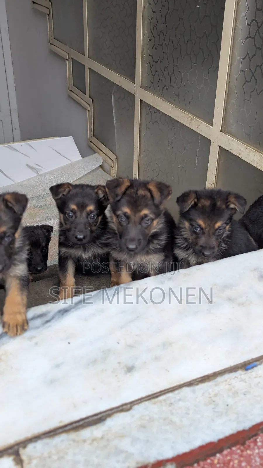 1-3 months Male Purebred German Shepherd