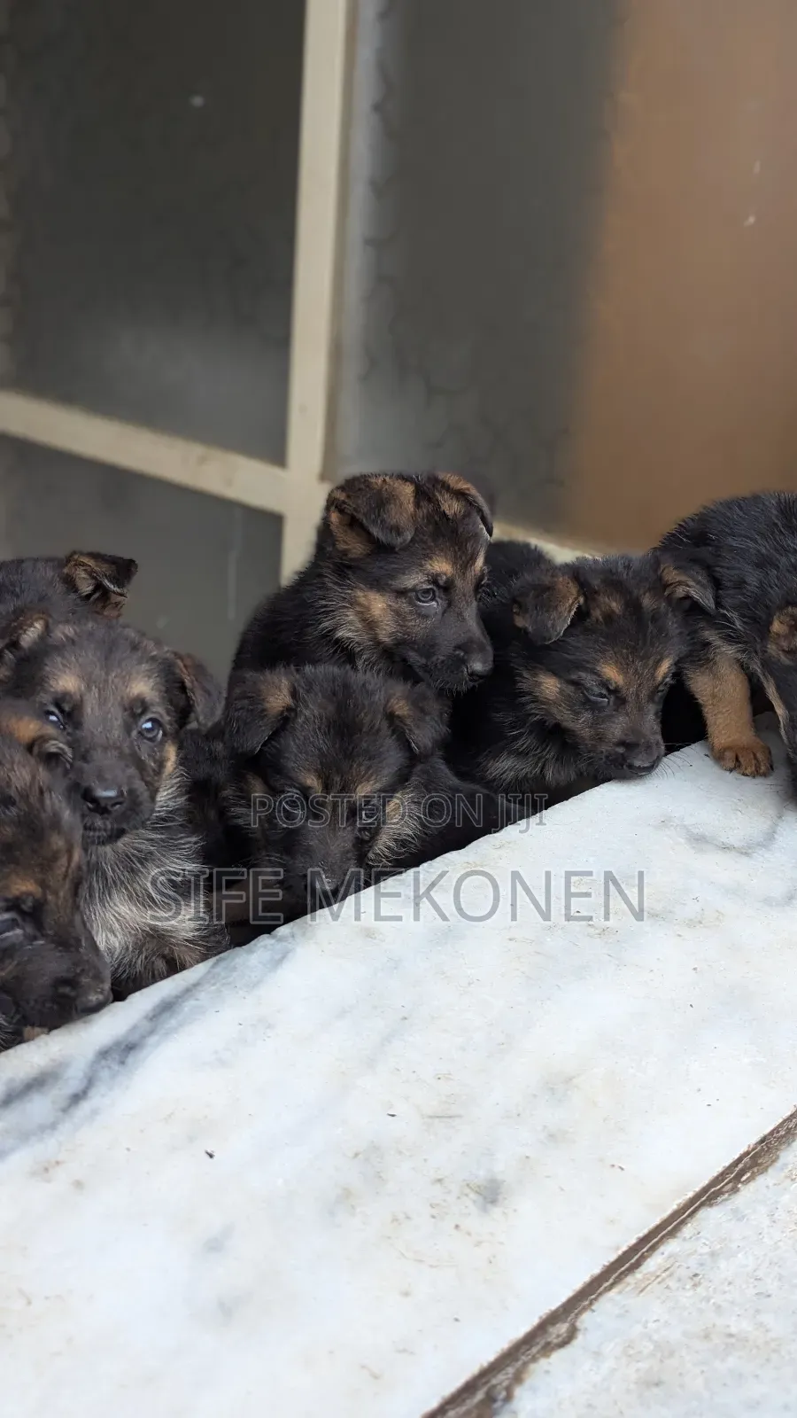 1-3 months Male Purebred German Shepherd