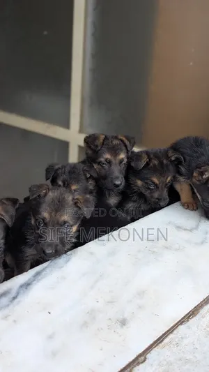 1-3 months Male Purebred German Shepherd