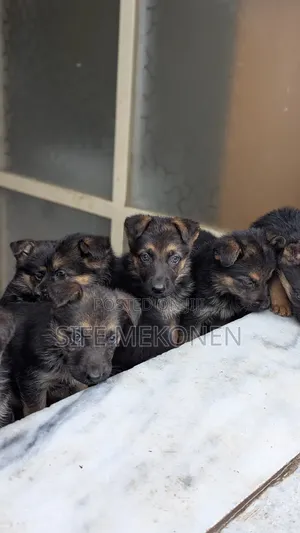 1-3 months Male Purebred German Shepherd