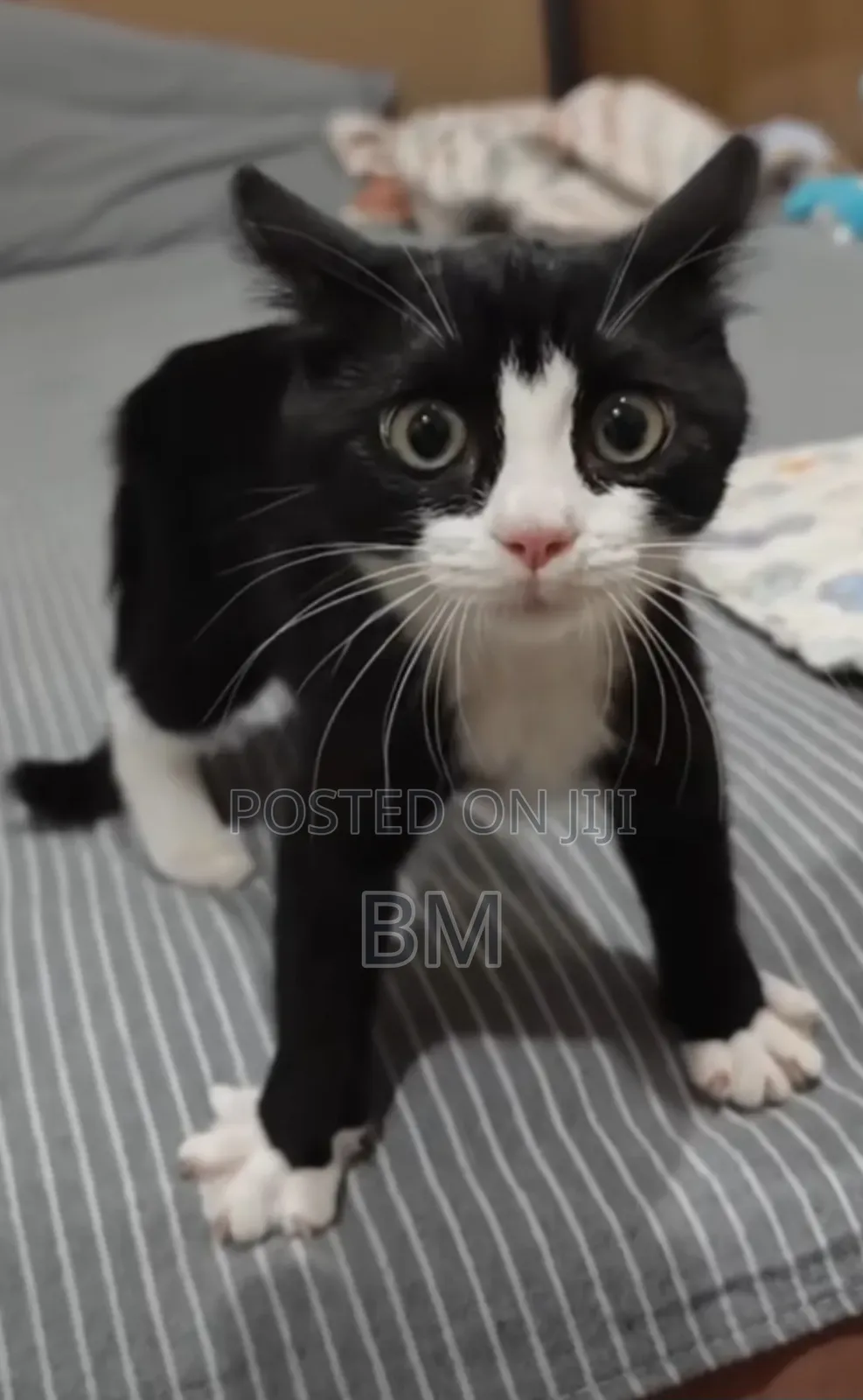 0-1 month Male Mixed Breed Abyssinian