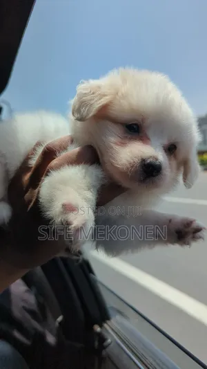 1-3 months Male Purebred Maltese