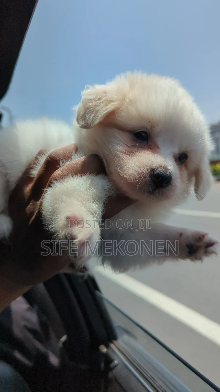 1-3 months Male Purebred Maltese