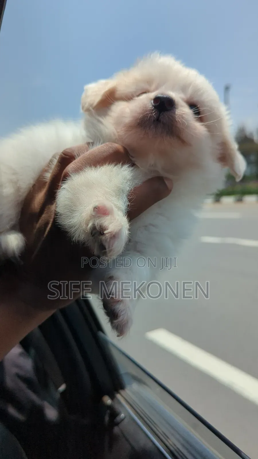 1-3 months Male Purebred Maltese