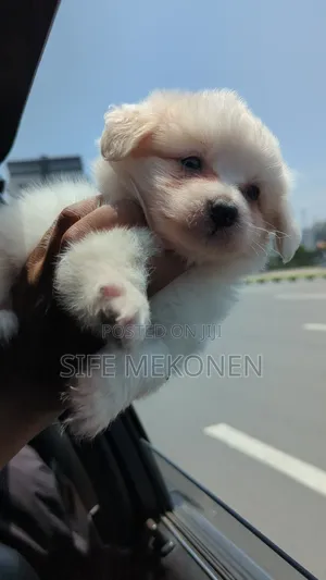 1-3 months Male Purebred Maltese
