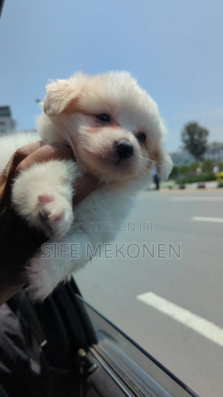 1-3 months Male Purebred Maltese