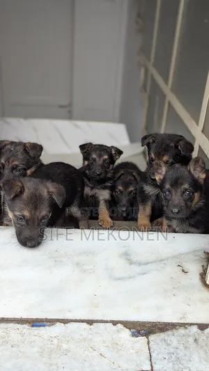 1-3 months Male Purebred German Shepherd