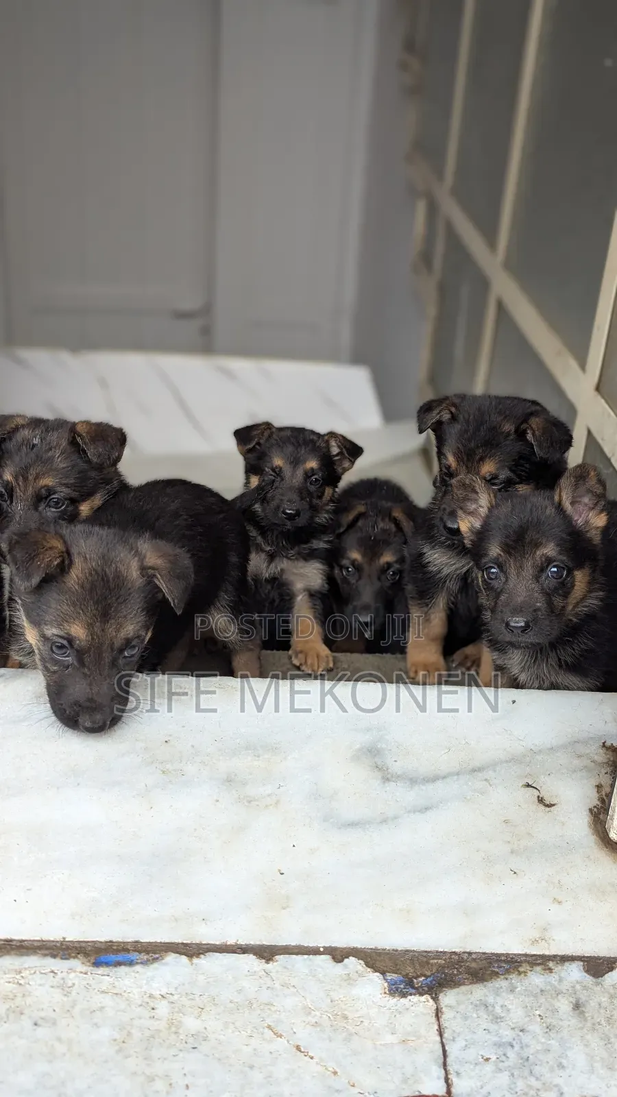 1-3 months Male Purebred German Shepherd