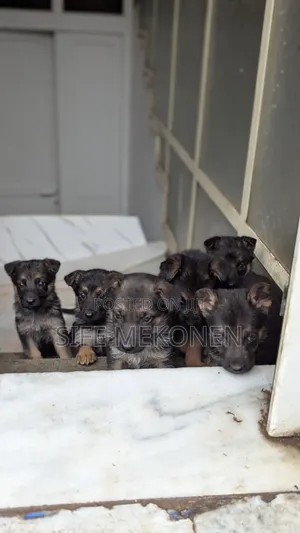 1-3 months Male Purebred German Shepherd