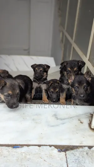 Photo - 1-3 months Male Purebred German Shepherd