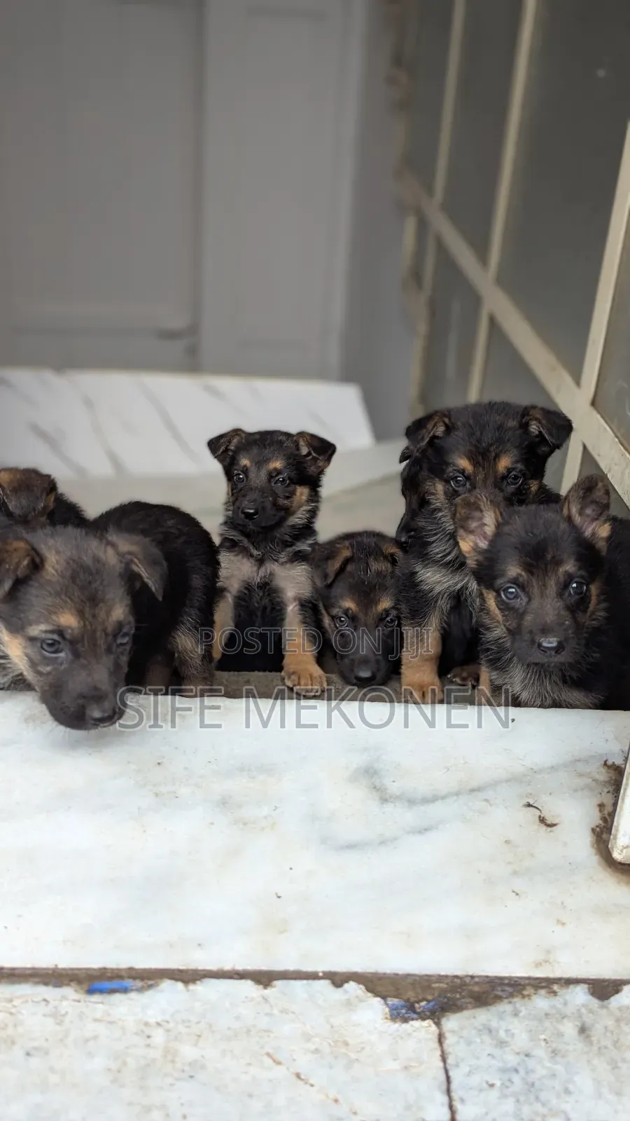 1-3 months Male Purebred German Shepherd