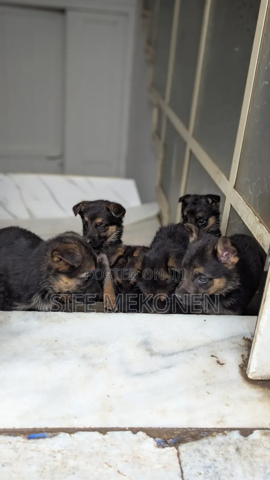 1-3 months Male Purebred German Shepherd