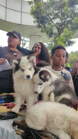 1-3 months Male Purebred Siberian Husky
