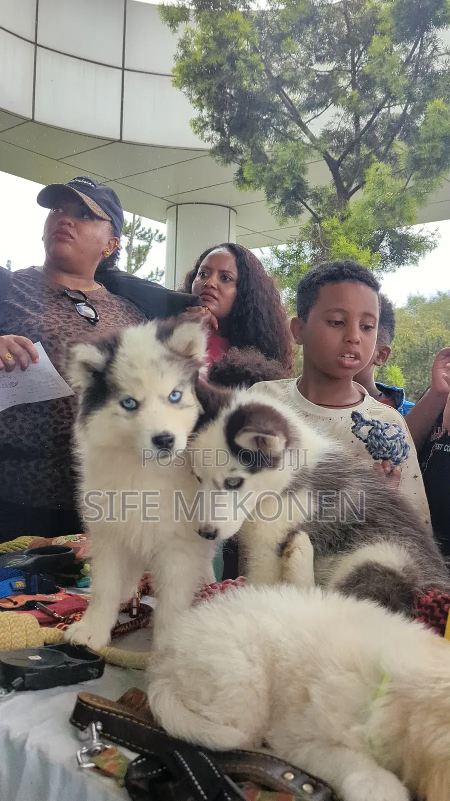 1-3 months Male Purebred Siberian Husky