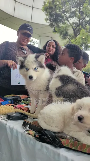 1-3 months Male Purebred Siberian Husky