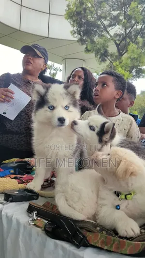 Photo - 1-3 months Male Purebred Siberian Husky