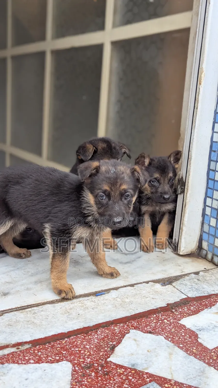 1-3 months Male Purebred German Shepherd