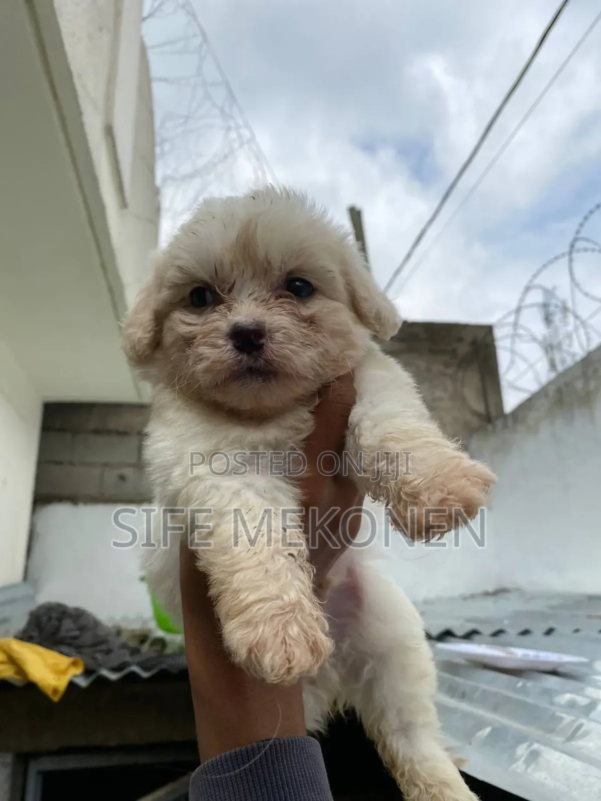 1-3 months Female Purebred Maltese
