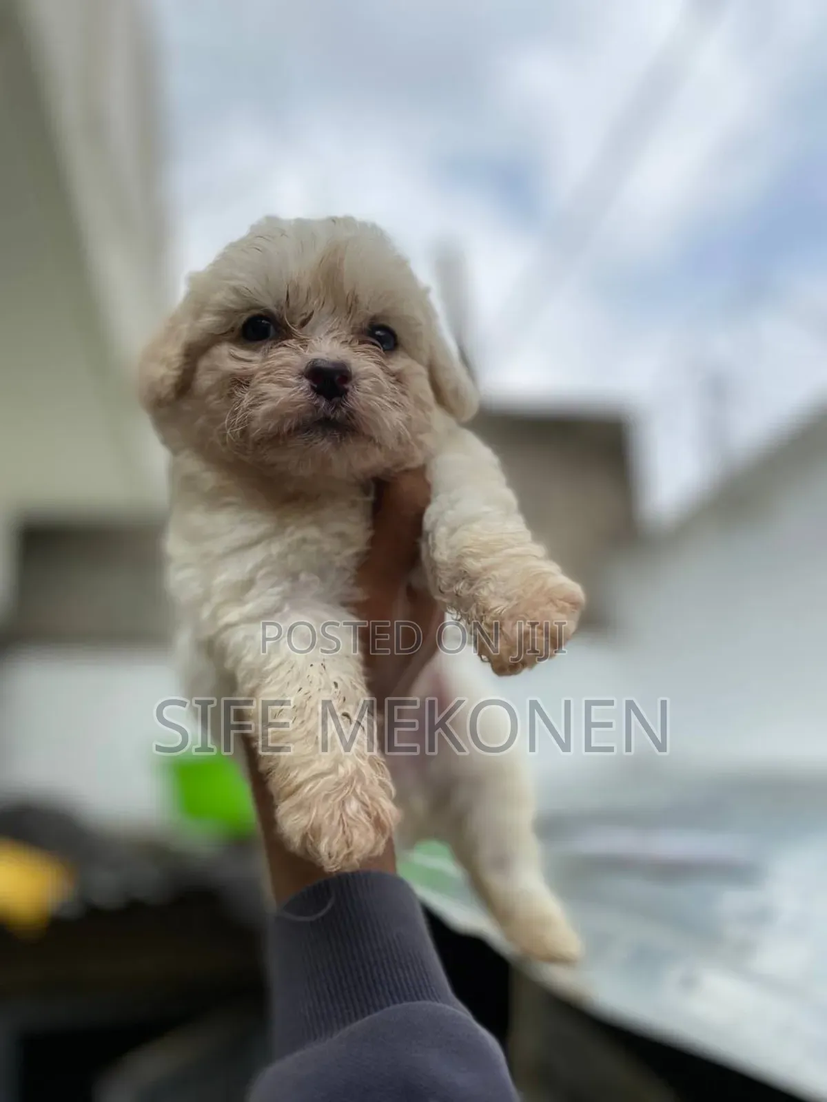 1-3 months Female Purebred Maltese