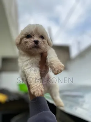 1-3 months Female Purebred Maltese