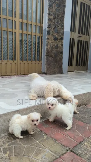 Photo - 1-3 months Male Purebred Maltese