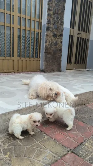 1-3 months Male Purebred Maltese